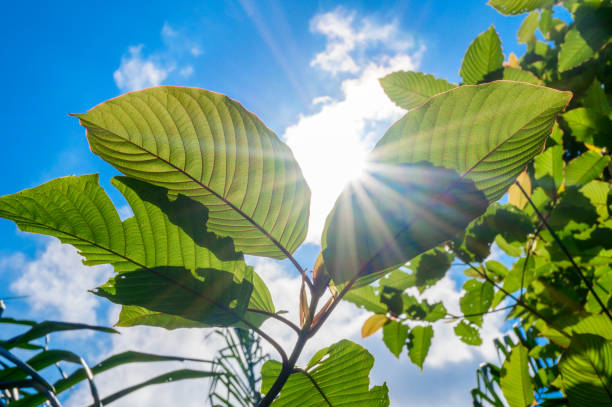 kratom (mitragyna speciosa) verde es un tipo de droga - depressant fotografías e imágenes de stock