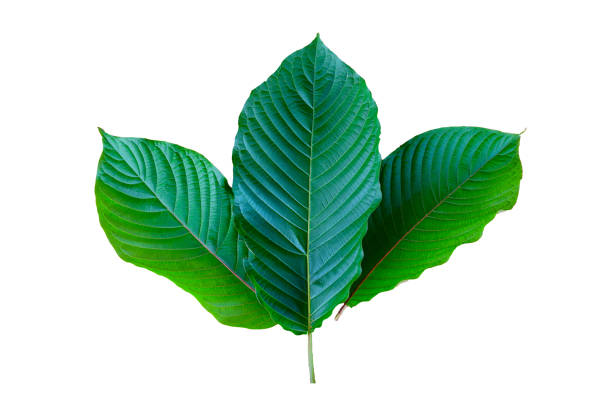 kratom (mitragyna speciosa) vert est un type de drogue - depressant photos et images de collection