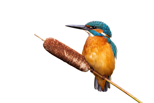 Male adult common kingfisher, alcedo atthis, sitting on a cattail reed isolated on white background. Front view of colorful wild bird with a long beak sitting on grass in nature.