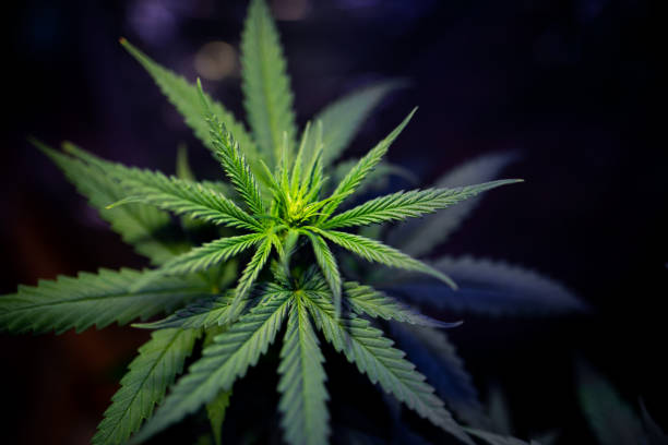 istock plant marijuana commercial cannabis cultivar 1190651130