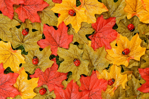 Autumn leaves concept of silk maple leaves with wooden ladybirds on a green grass background