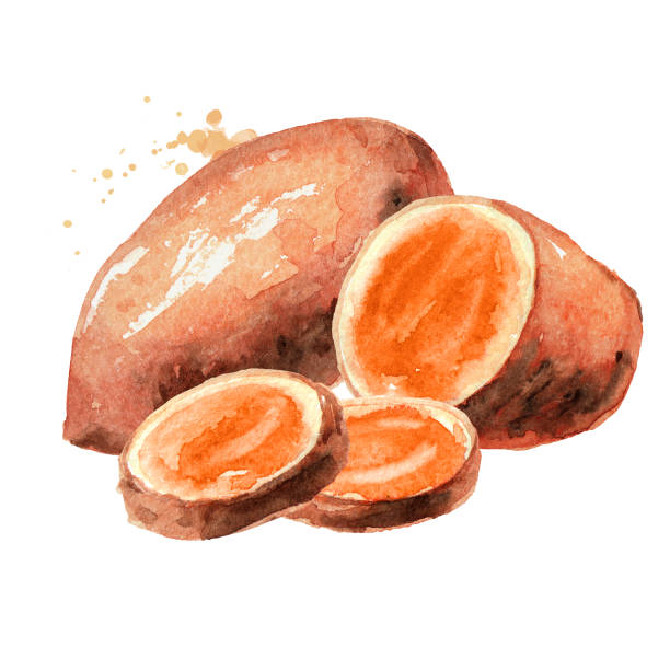 surowy batat z ziemniaków słodkich. ilustracja ręcznie rysowana akwarelą, wyizolowana na białym tle - sweet potato yam white isolated stock illustrations