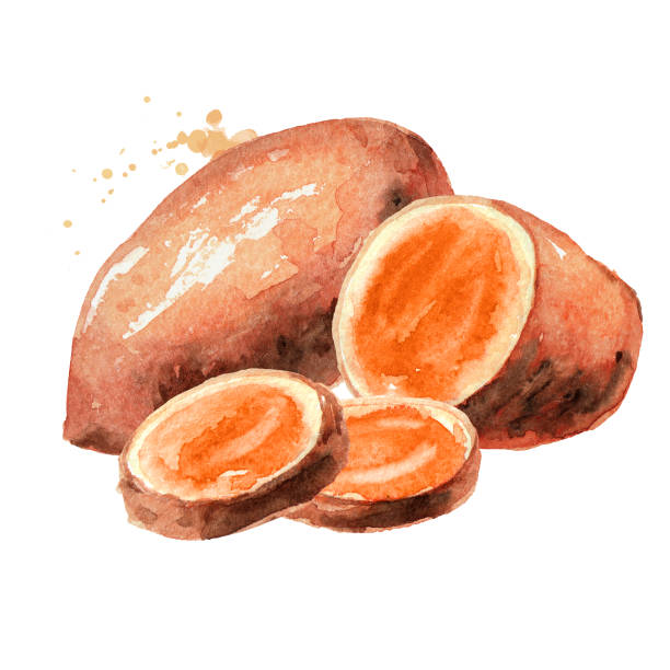 ilustrações, clipart, desenhos animados e ícones de batat cru da batata doce. ilustração à mão da aquarela, isolada no fundo branco - sweet potato