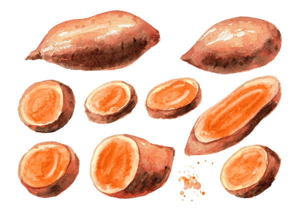 cały i wyciąć surowy zestaw batatów słodkich ziemniaków. ilustracja narysowana ręcznie akwarelą izolowana na białym tle - sweet potato yam white isolated stock illustrations