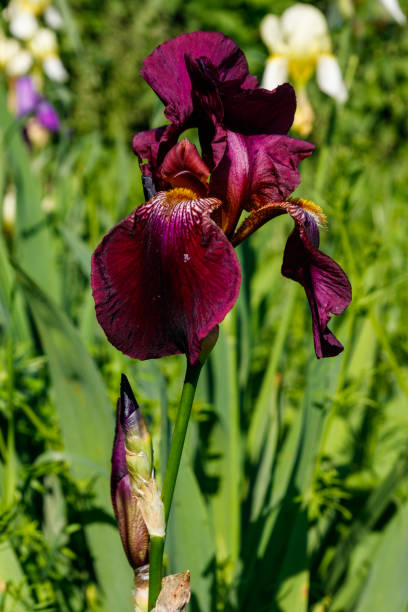 istock Beautiful iris flower on flowerbed in garden 1190654809