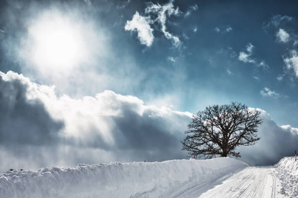 Bare trees against a cold monochromatic winter sky with sun and clouds.