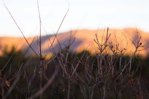 istock Bare branches in the winter against the backdrop of mountains and sunset 1190656614