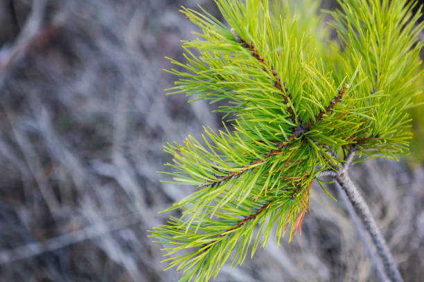 istock Green pine branch on a gray background in winter 1190656646
