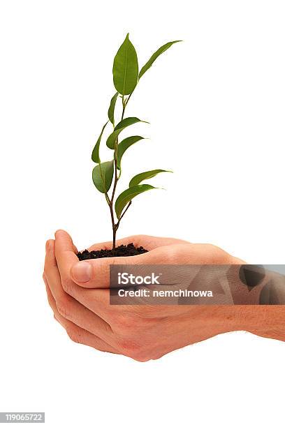 Tree In A Male Hands Isolated On White Background Stock Photo - Download Image Now - Color Image, Cut Out, Dirt