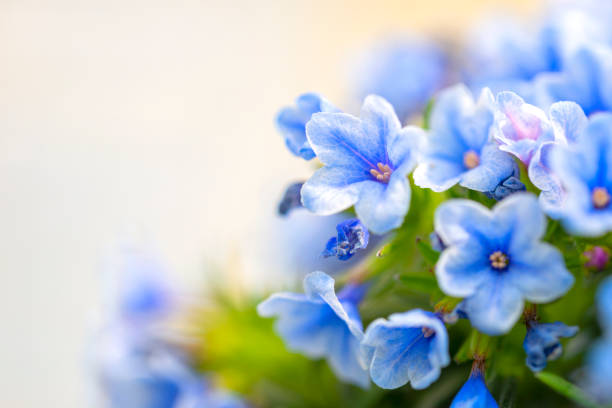 istock Lithodora zahnii Blue flowers 1190657772