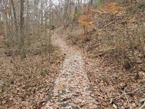 istock wood boardwalk or trail in woods with leaves 1190657782