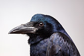 Extreme closeup on a Crow or raven head while posing for the camera. House pet crows portrait in studio.