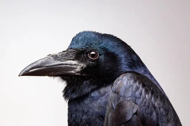 Photo of Extreme closeup on a Crow or raven head while posing for the camera. House pet crows portrait in studio.