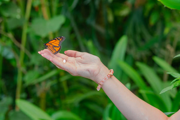 monarch butterfly on woman hand - close up touching animal antenna imagens e fotografias de stock