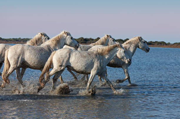 istock horses galloping in the swamp 1190659294