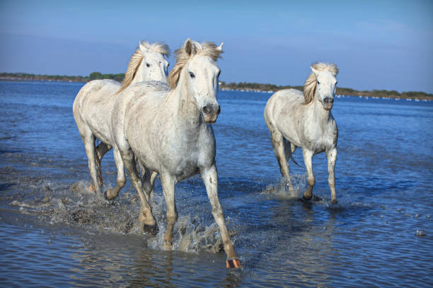 istock white horses galloping in the water 1190659484