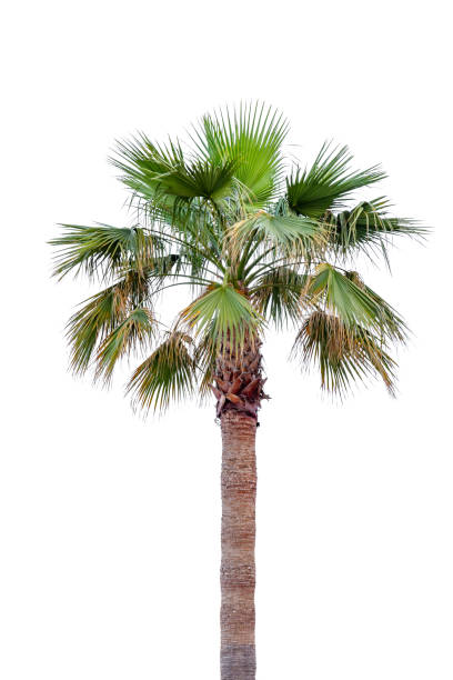 istock Date Palm tree top with trunk isolated on white background 1190661700
