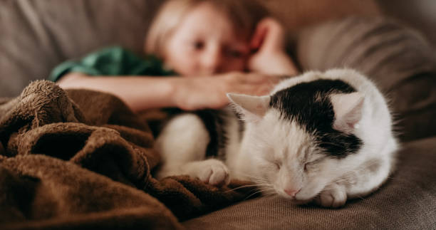 istock Cozy home, cat in the foreground 1190662382