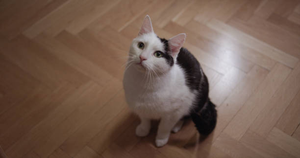 istock White cat with black spots looking at the camera 1190662408