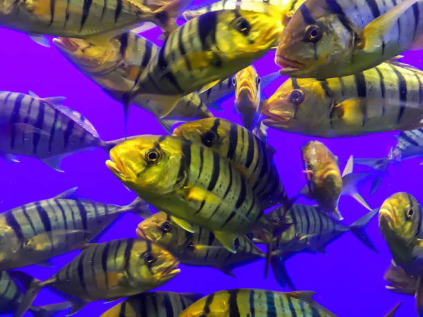 istock Colorful fish in an aquarium 1190662830