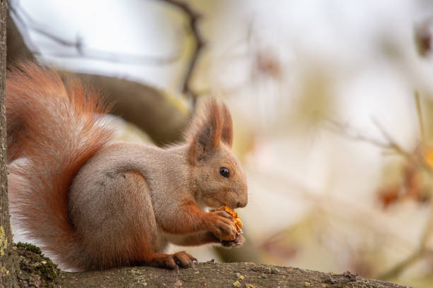 istock Squirrel eating a walnut on a tree branch and looking into the camera 1190663478