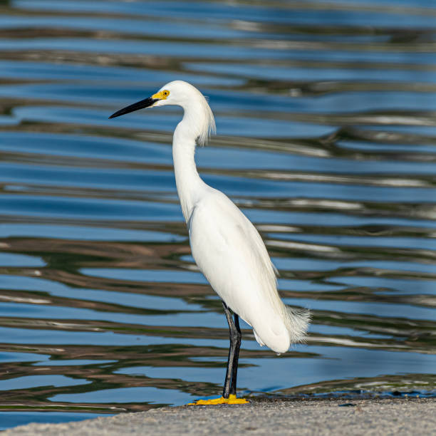 istock A white heron by the lake watching the water 1190664914
