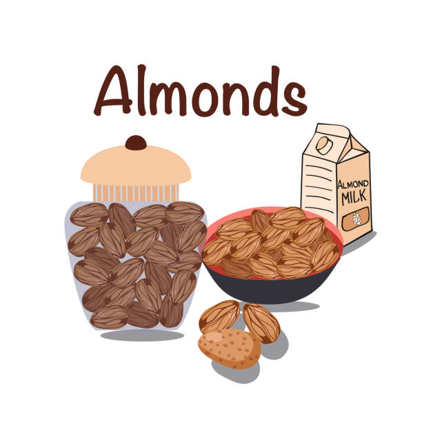 Vector Nutrition nuts food almonds. Healthy diet snack and breakfasts. vector art illustration