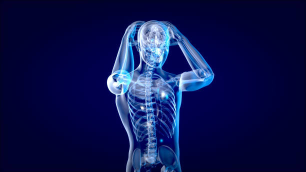 istock Human and brain xray, human anatomy, 3D Illustration 1190667933