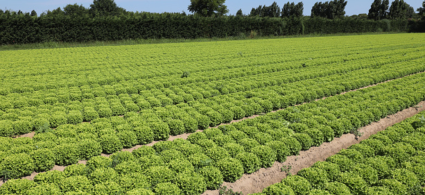 many tufts of green lettuce cultivated in a large field