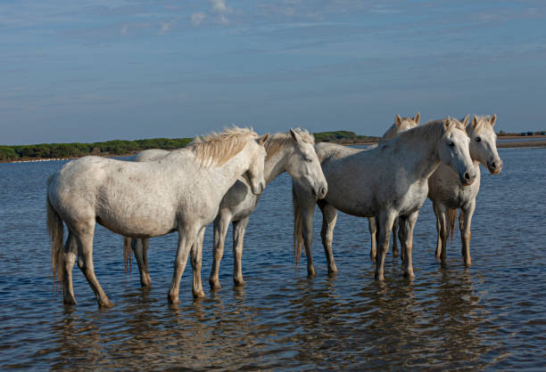 istock white horse staying in the water 1190670052
