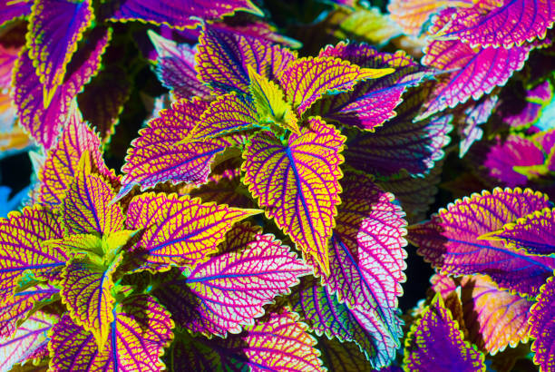 istock Background from colorful leaves, a beautiful plant 1190671469