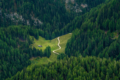conifer tree forest in mountains with small curvy country road and wooden hut