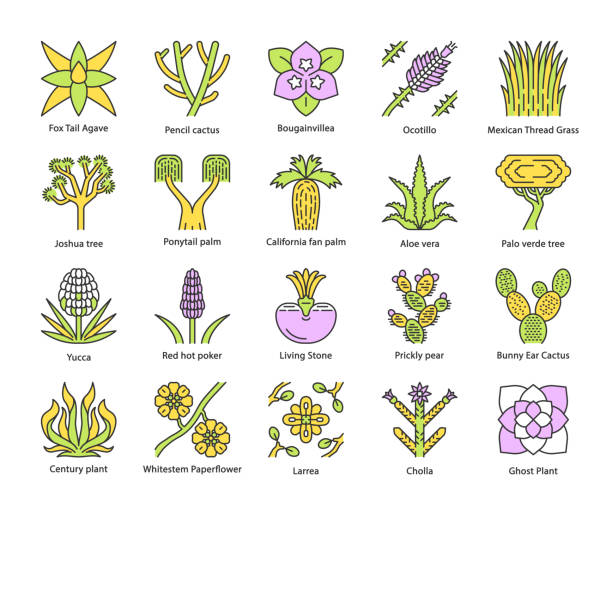 Desert plants color icons set Desert plants color icons set. Exotic flora. California desert cacti, grass and trees. American and Mexican succulents, palms. Isolated vector illustrations ocotillo cactus stock illustrations