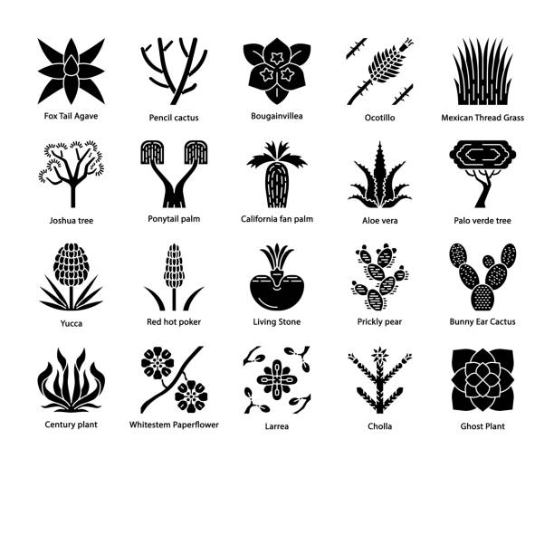 Desert plants glyph icons set Desert plants glyph icons set. Exotic flora. California desert cacti, grass and trees. American and Mexican succulents, palms. Silhouette symbols. Vector isolated illustration ocotillo cactus stock illustrations