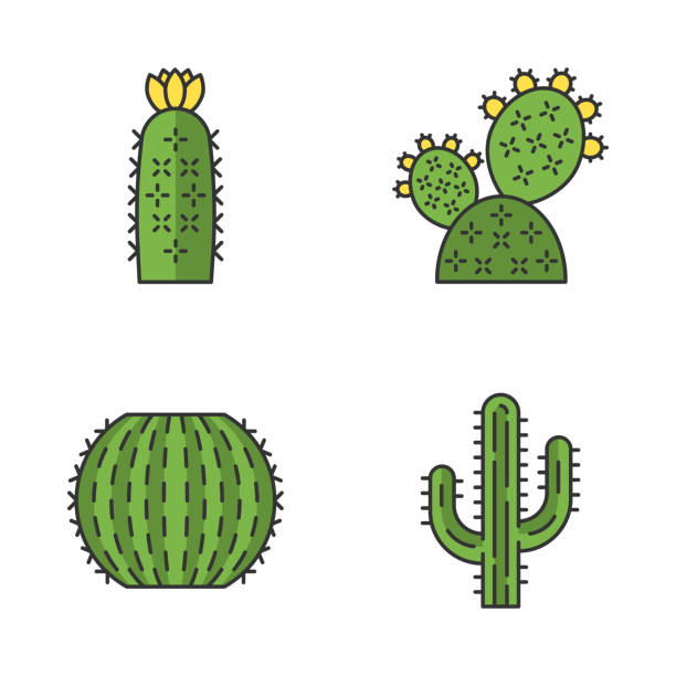ilustrações, clipart, desenhos animados e ícones de os ícones selvagens da cor do cacto ajustaram-se - flower cactus hedgehog cactus desert