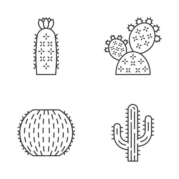 ilustrações, clipart, desenhos animados e ícones de os ícones lineares selvagens do cacto ajustaram-se - desert cactus flower hedgehog cactus
