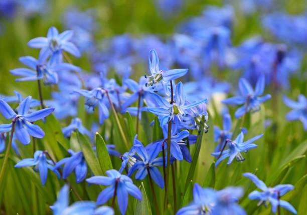 istock Close up blue spring Scilla flowers 1190675991