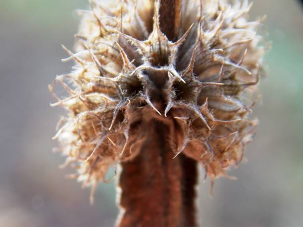 istock an interesting dry plant in the fall 1190680423