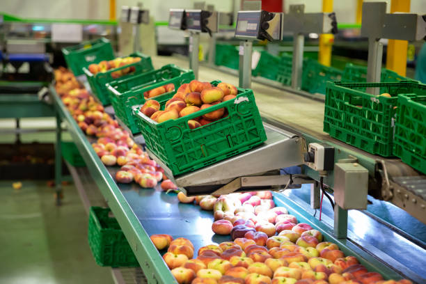 istock Fresh peaches on conveyor of  modern tech production sorting line 1190681293
