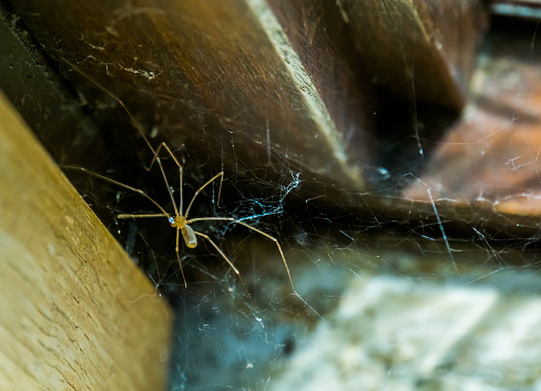 daddy long legs spider in its web, common house spider, Cannibalistic specie when food is scares