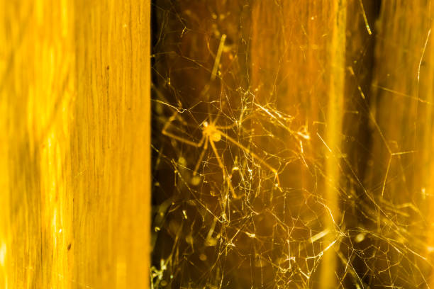 nahaufnahme der web-konstruktion eines papas langbeine spinnen, gemeinsame spinne in häusern gefunden - bodied stock-fotos und bilder