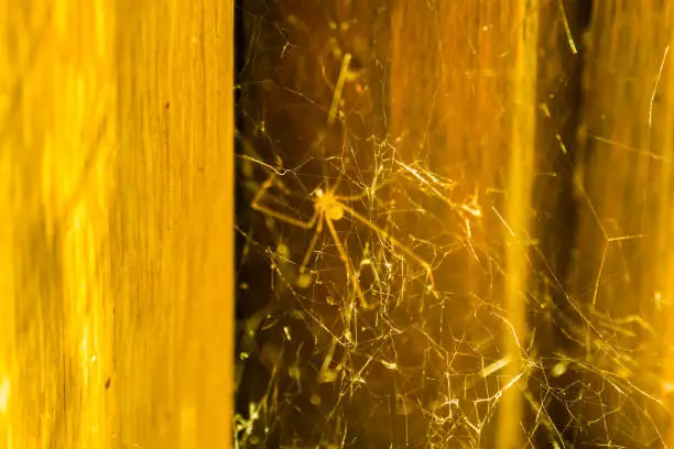 Photo of closeup of the web construction of a daddy long legs spiders, common spider found in homes