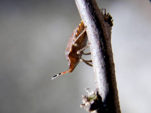 istock beetle on a dry plant 1190681598