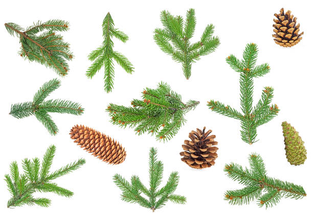 istock Set of christmas pine cones and branches isolated on a white background 1190683040