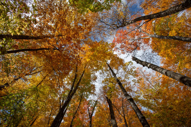 Trees in Autumn stock photo