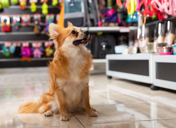 istock Cute puppy walking in pet shop 1190683738