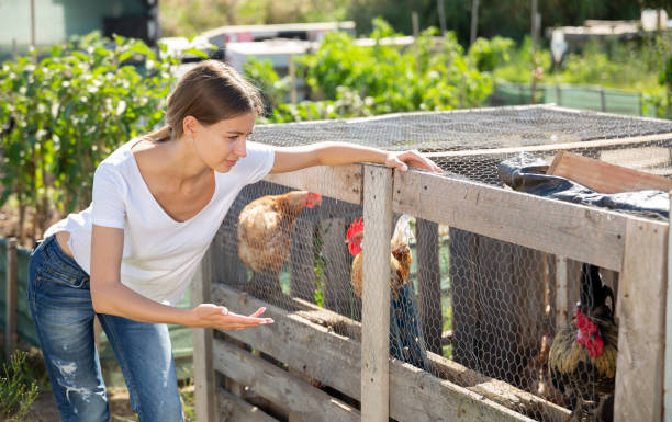 Farmer woman feeding chikens in a hen house Farmer woman feeding chikens in a hen house Choosing the right chicken coop model stock pictures, royalty-free photos & images
