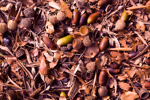 View of Brown colored dried plant parts in Autumn