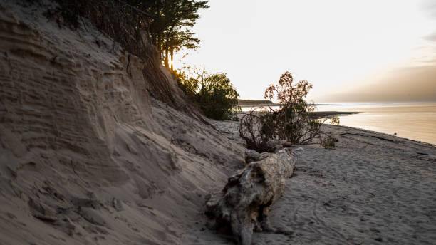 istock Broken Pines After Storm and Washed Up Shore. 1190687251