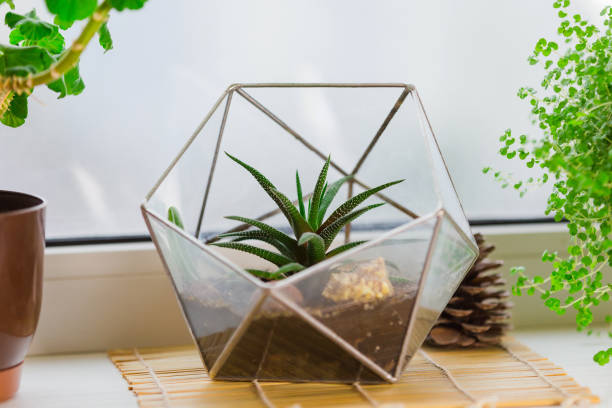 istock Glass florarium vase with succulent plants standing on the windowsill. Small garden with miniature cactuse, Aloe aristata. 1190687708
